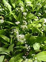 Ail des ours (prise a Lens, P-de-C)(3)